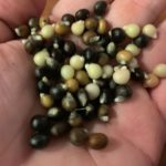 okra seeds