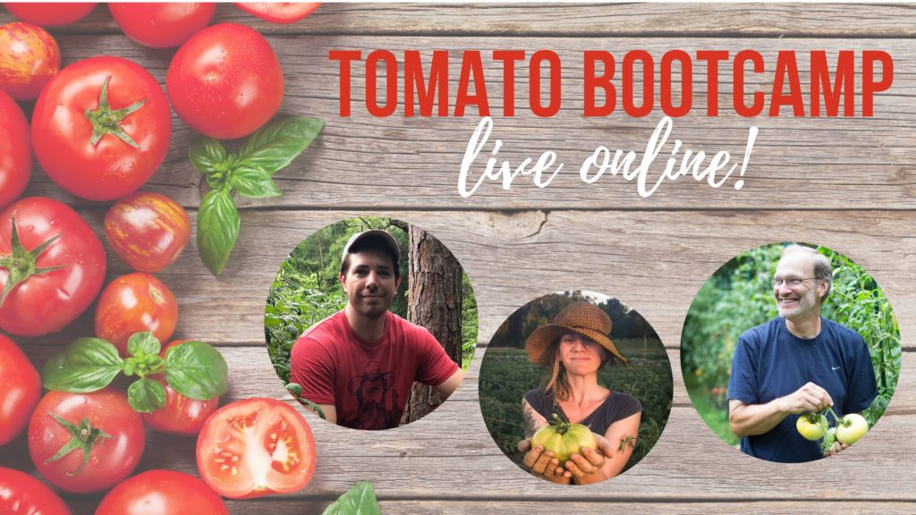 tomato bootcamp