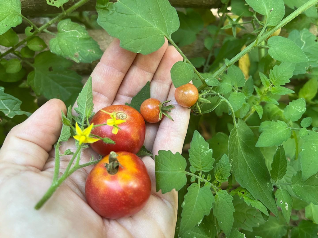 hand holding tomatoes