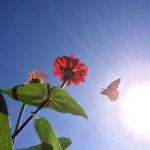 Flower and Butterfly on blue sky with bright sun, view from below.