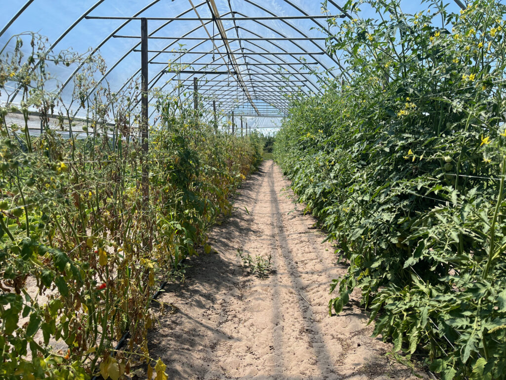 tomato plants growing in a garden or farm. the plants are growing tall and there is a dirt walkway in the middle