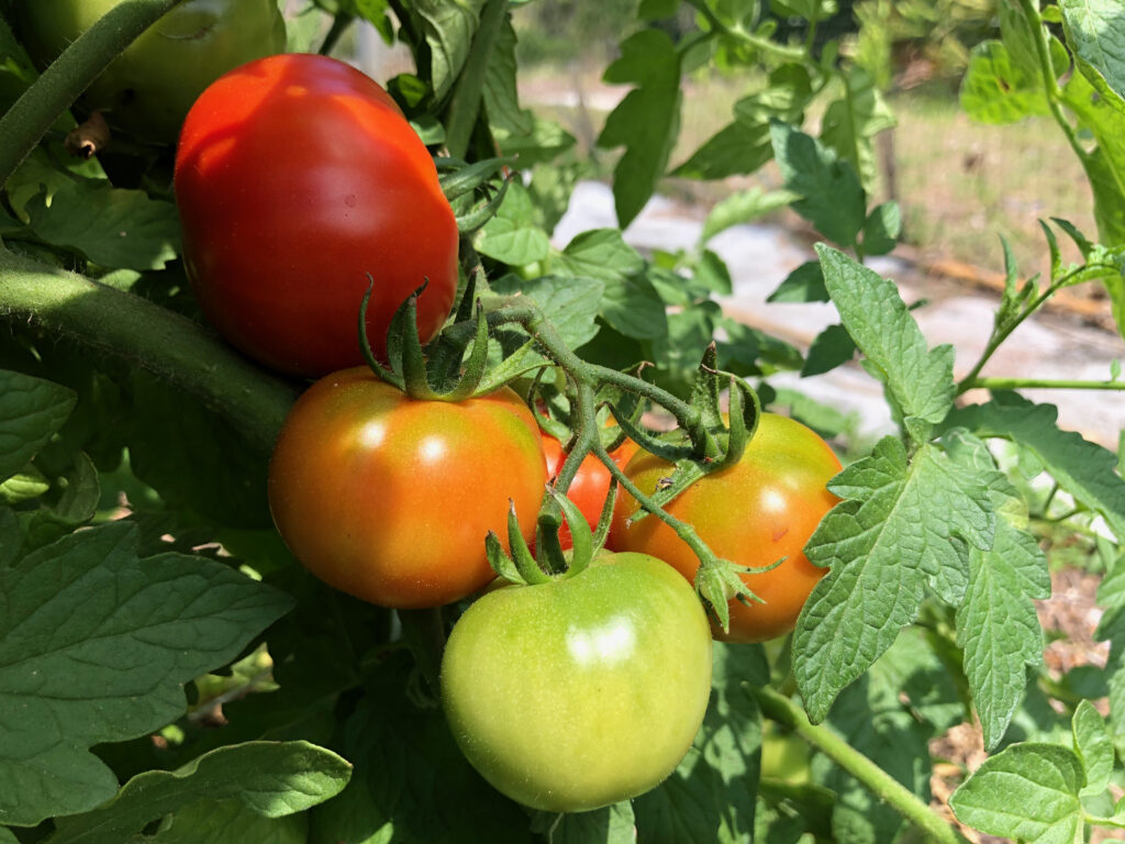 red, orange and yellow tomatoes surrounded by green leaves