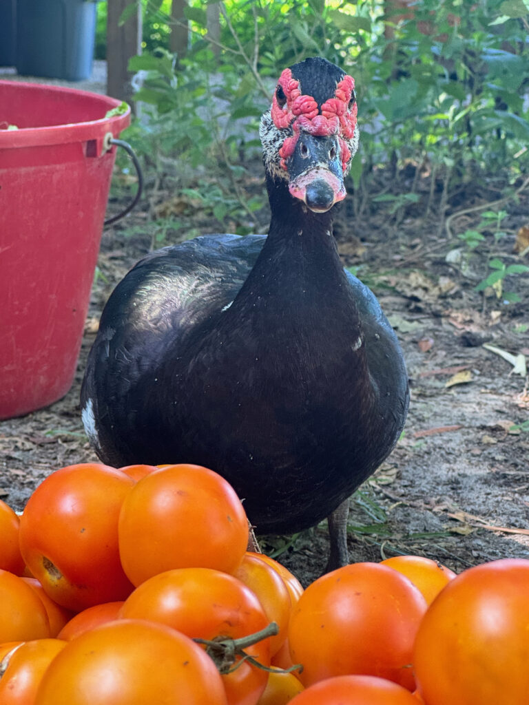 dark brown duck standing behind pile of tomatoes